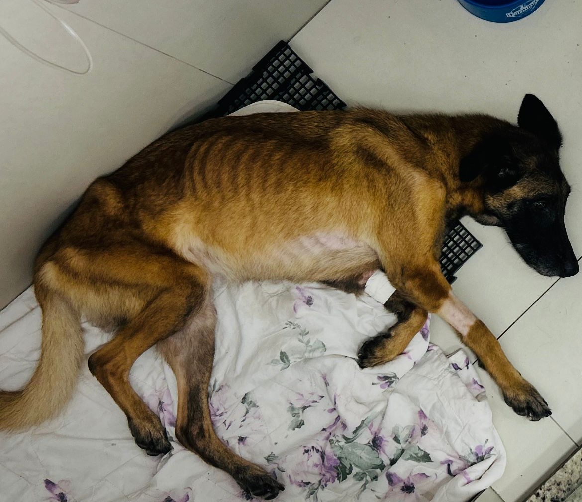 Polícia Civil investiga caso de maus-tratos a animais em Três Coroas