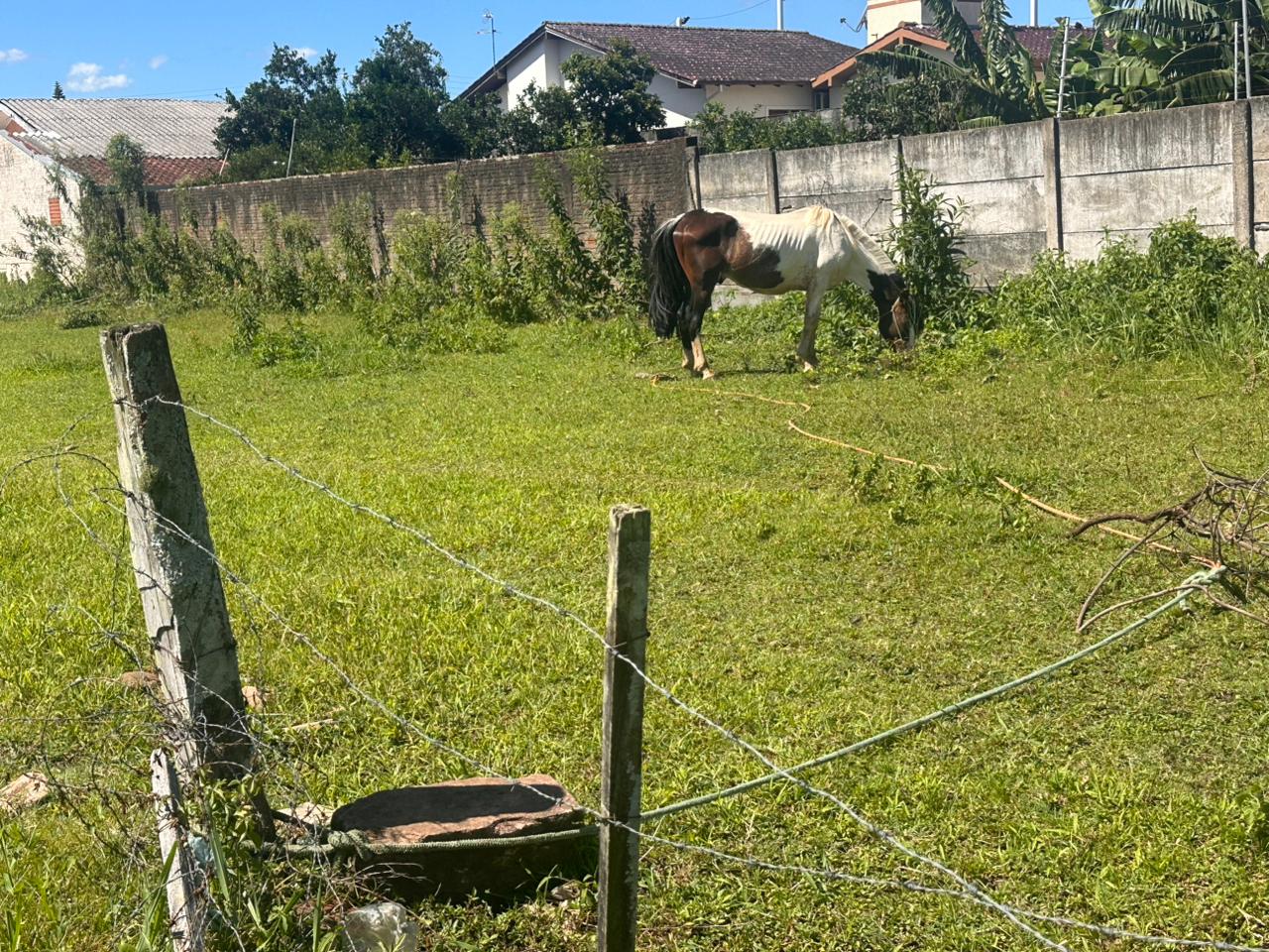 Operação flagra maus-tratos a cavalo e criação ilegal de aves silvestres em Taquara