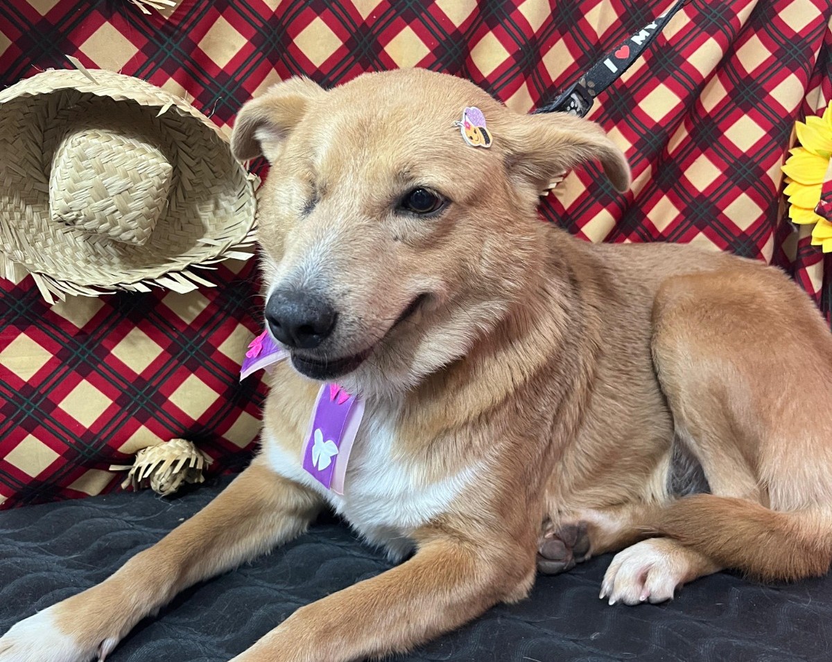 Parobé realiza a 1ª Feira de Adoção de Cães de 2026 neste sábado