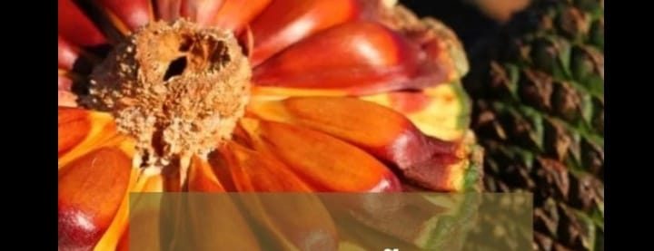 Período de defeso proíbe colheita e venda de pinhão no Rio Grande do Sul