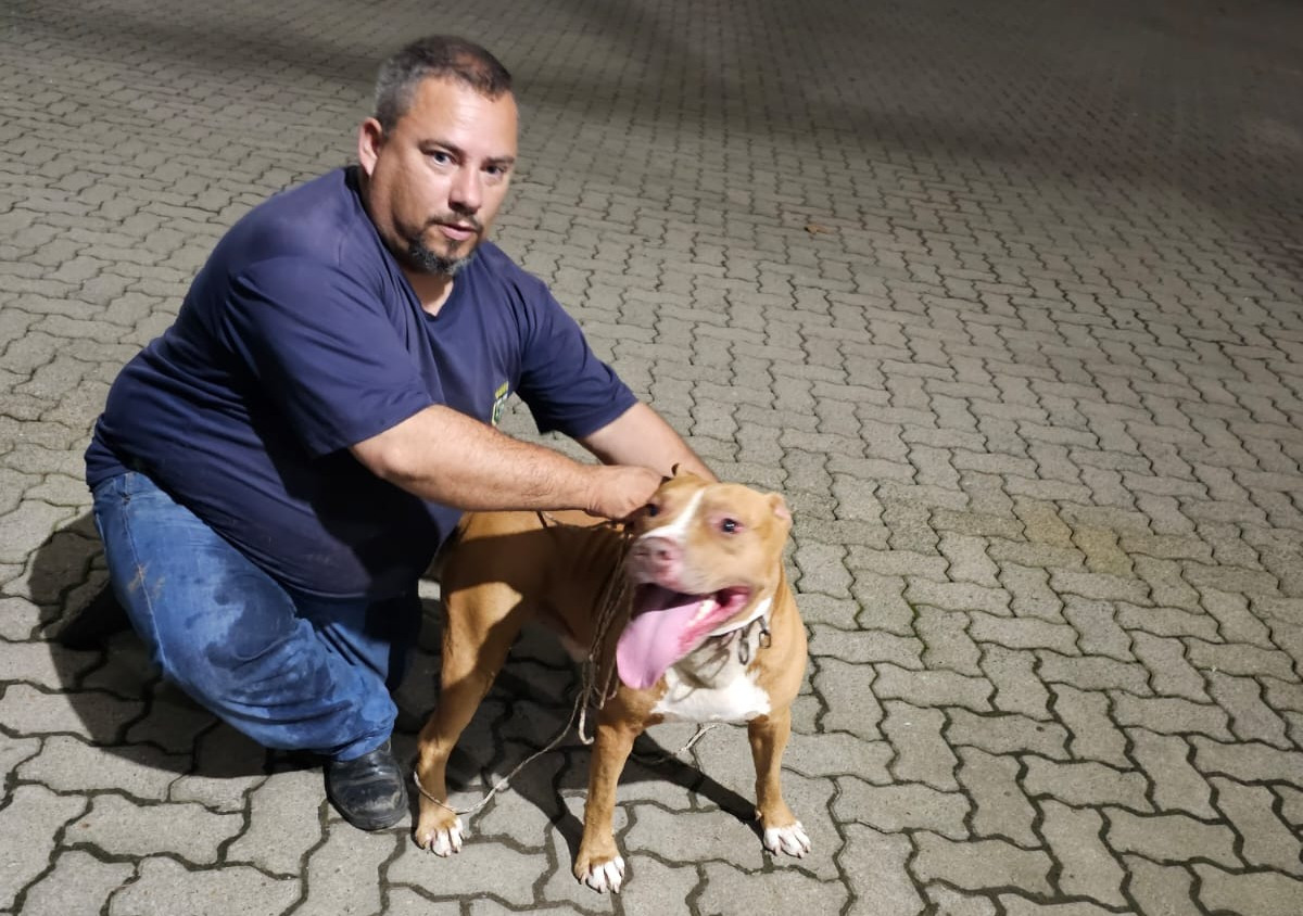 Defesa Civil de Taquara resgata cachorro da raça Pitbull no bairro Empresa