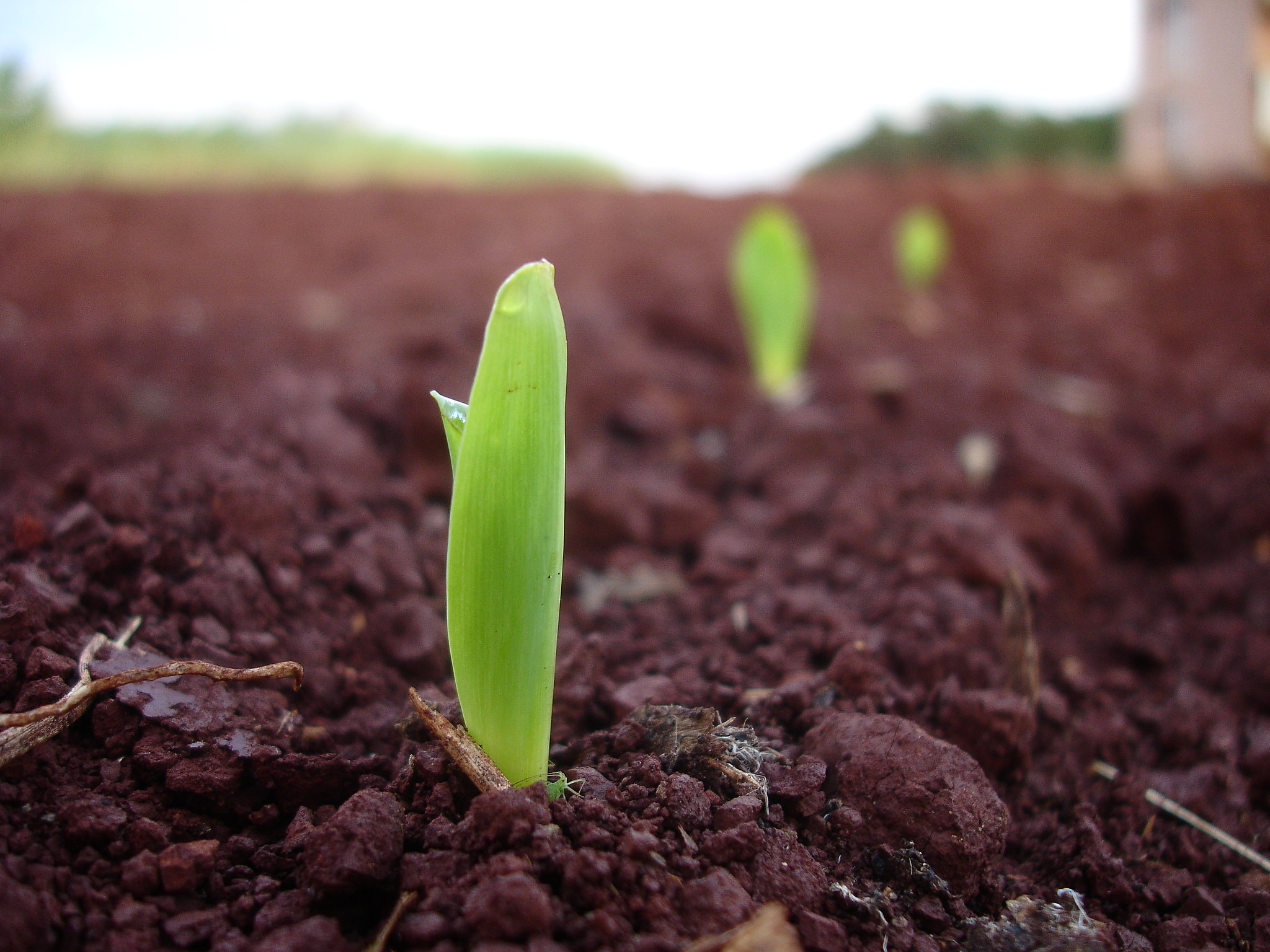 Agricultores de Parobé têm até 19 de junho para aderir ao Programa Milho 100%