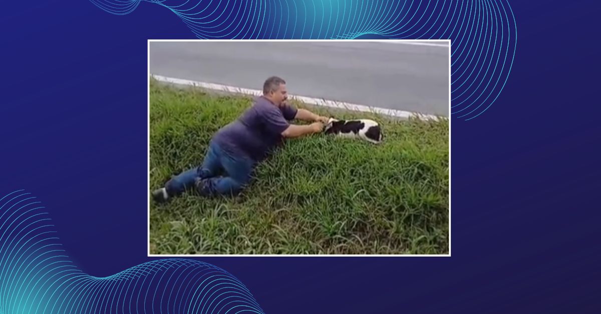 Cão atropelado na ERS-115 morre após ser resgatado pela Defesa Civil de Taquara