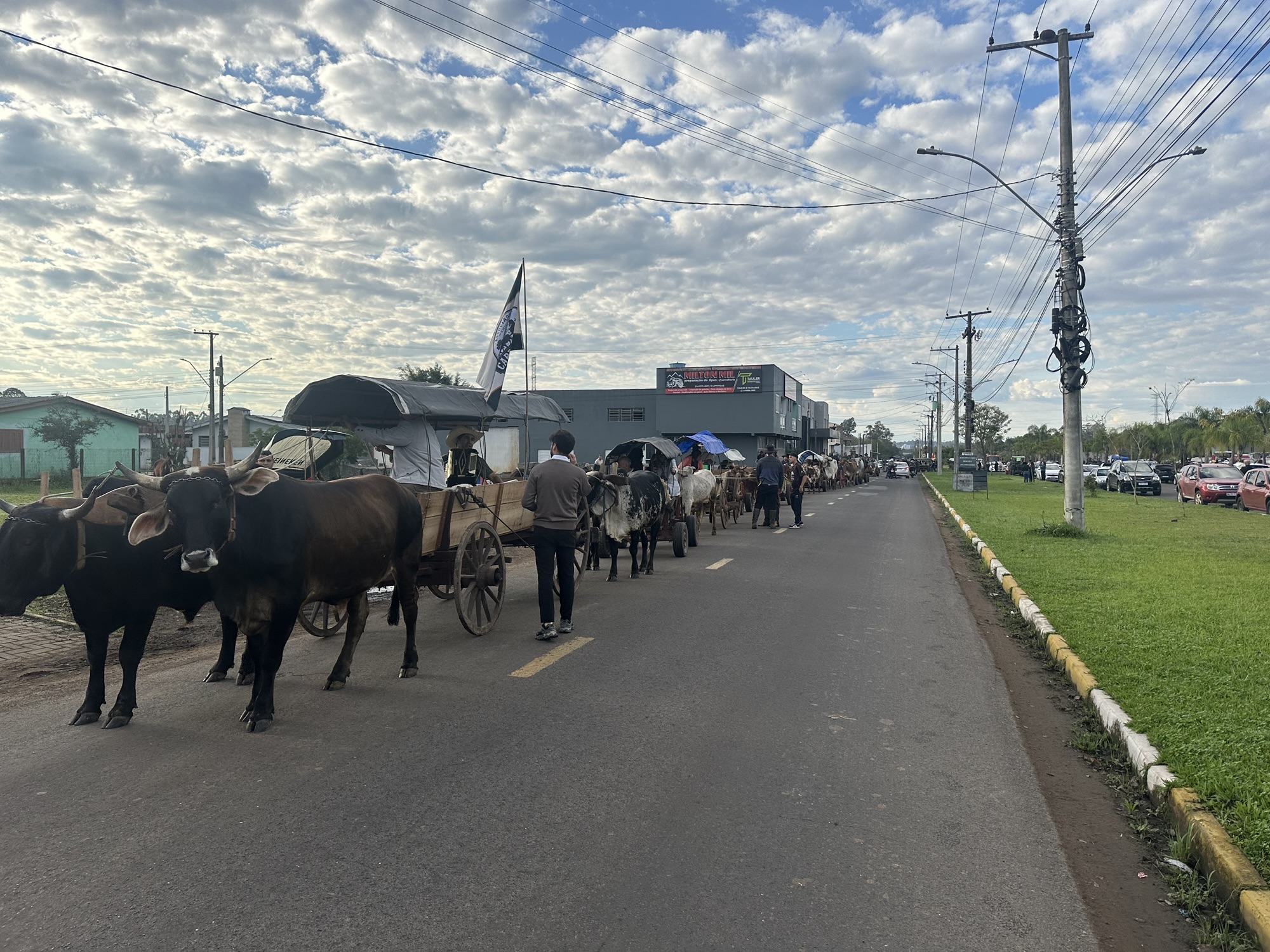 Desfile do Boi Carreiro celebra as tradições rurais e reúne comunidade em Parobé