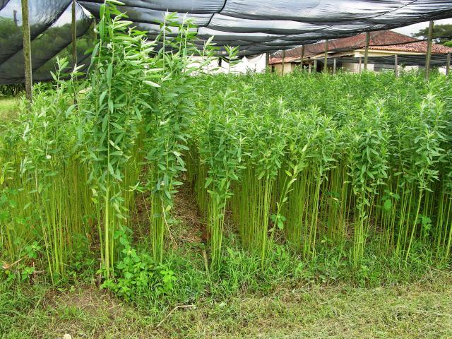 Seminário vai reunir agricultores da região para debater adubação verde e manejo do solo em Taquara
