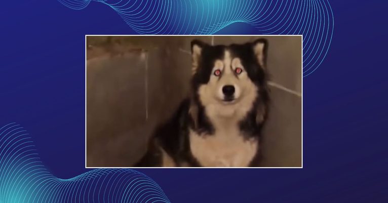 Mais de 20 cães são retirados de canil clandestino em Parobé