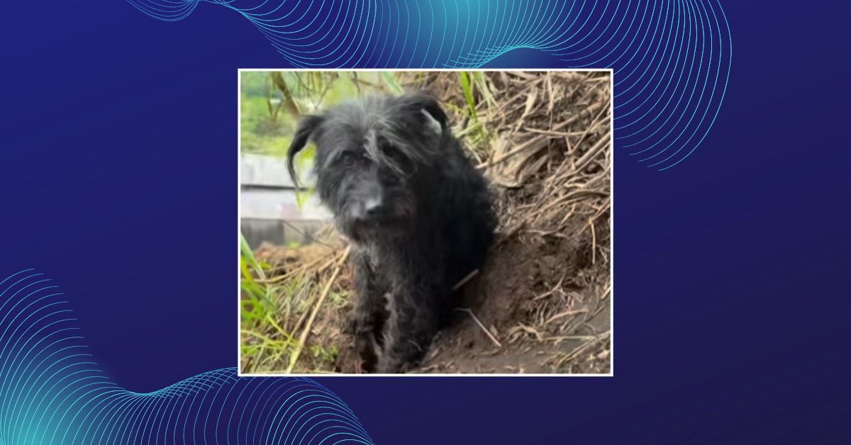 Bombeiros Voluntários de Três Coroas resgatam dois cães presos em penhasco
