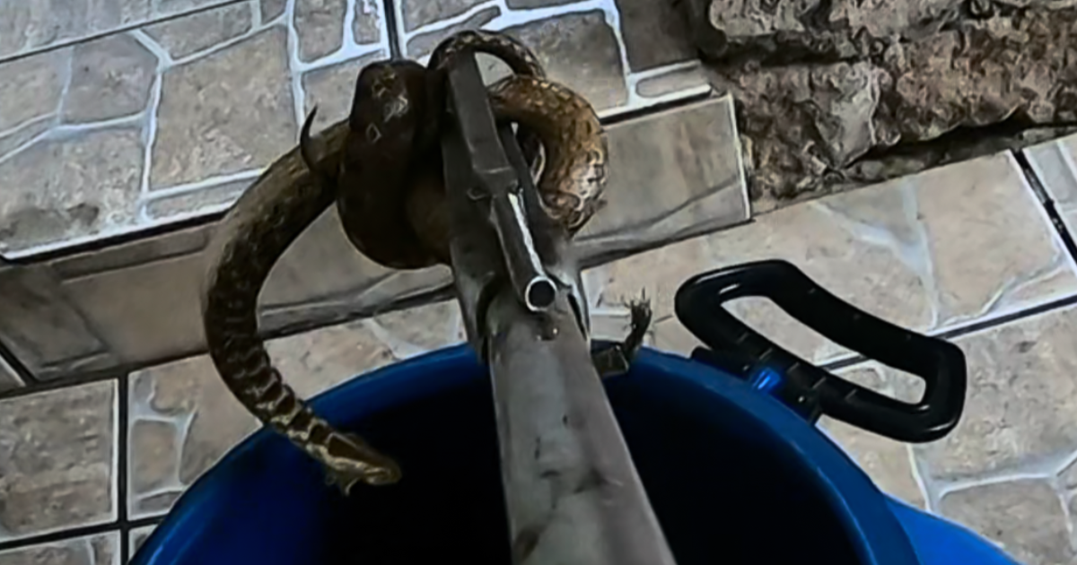 Bombeiros Voluntários capturam cobra peçonhenta dentro de casa em Igrejinha