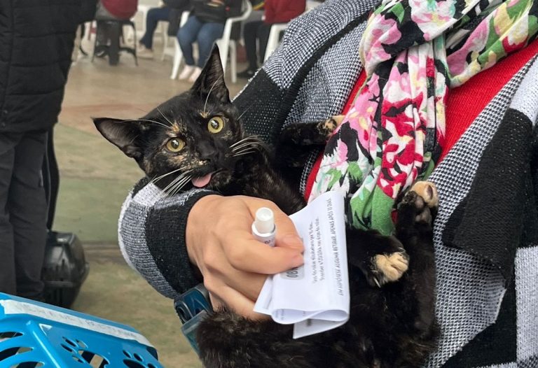 Parobé amplia projeto de castração e microchipagem de cães e gatos com cerca de 800 vagas