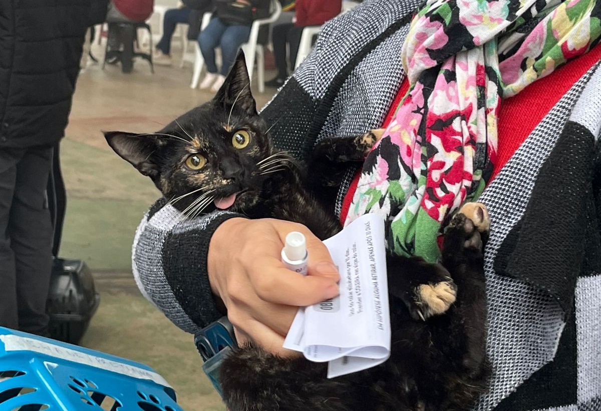 Parobé amplia projeto de castração e microchipagem de cães e gatos com cerca de 800 vagas